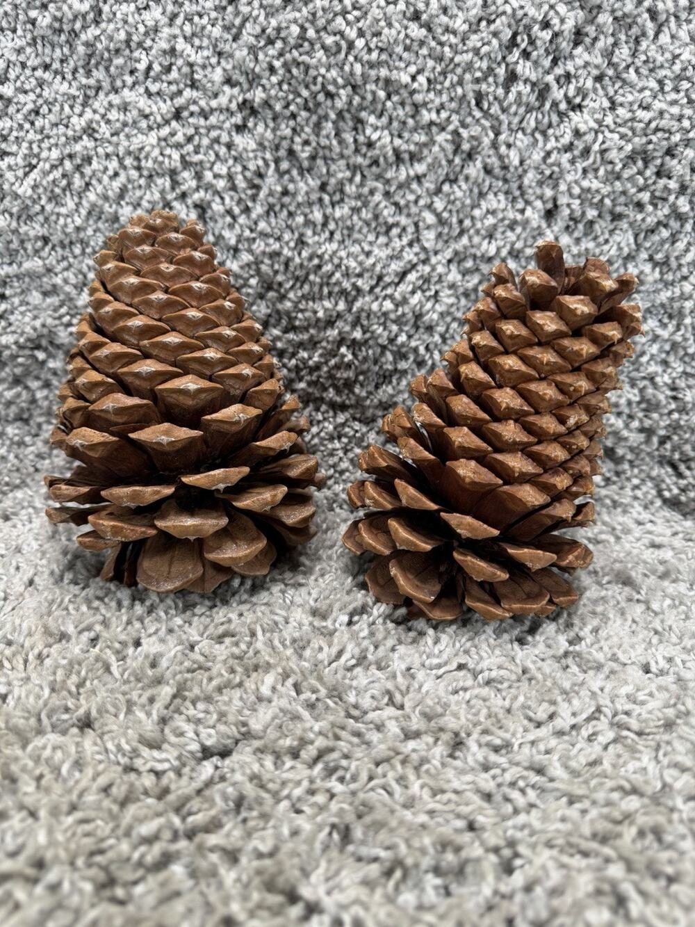 Lot of 2 Natural Pine Cones Rustic Woodland Christmas Craft Home Decor Medium